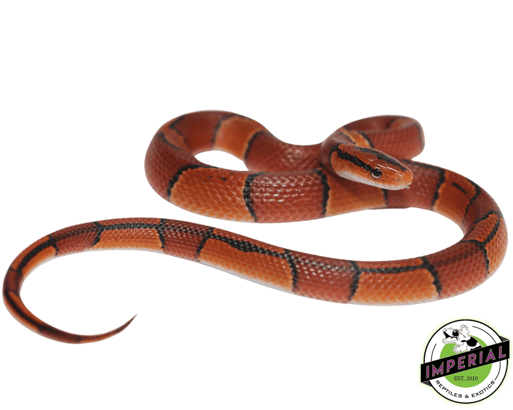 Hi Red Goins Kingsnake For Sale - Imperial Reptiles – IMPERIAL