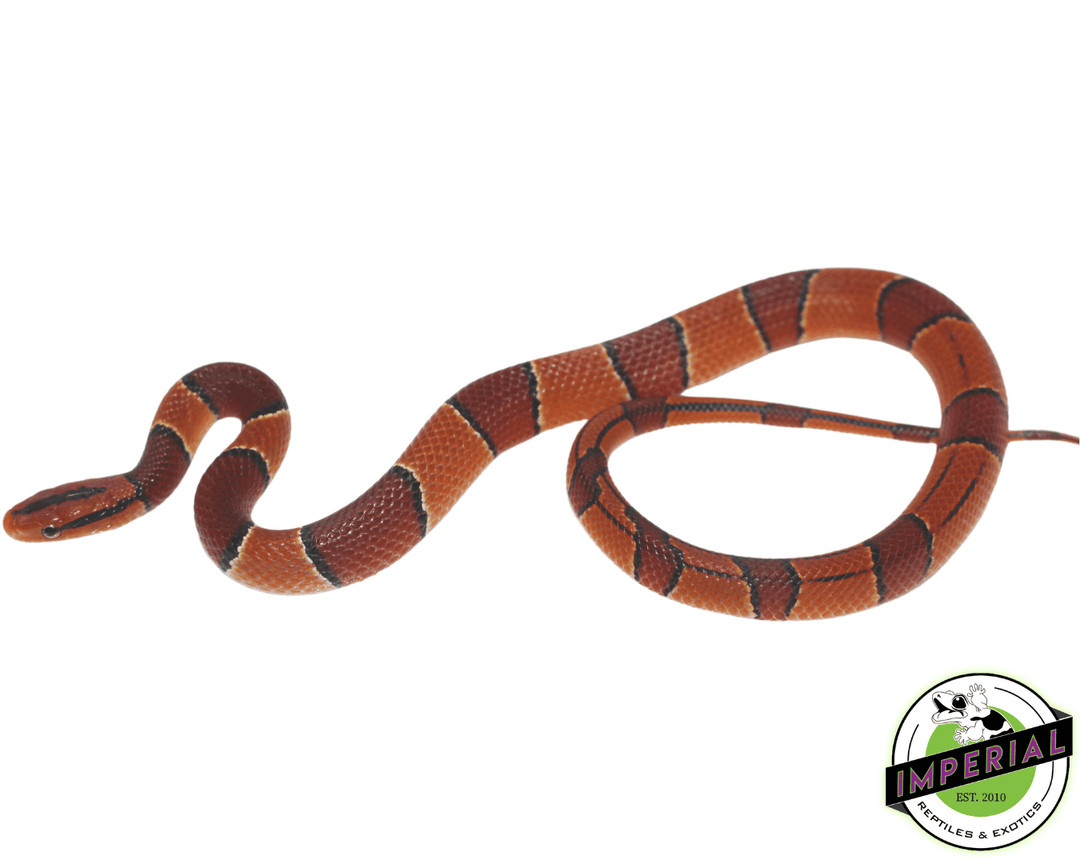 broadbanded-mountain-ratsnake-