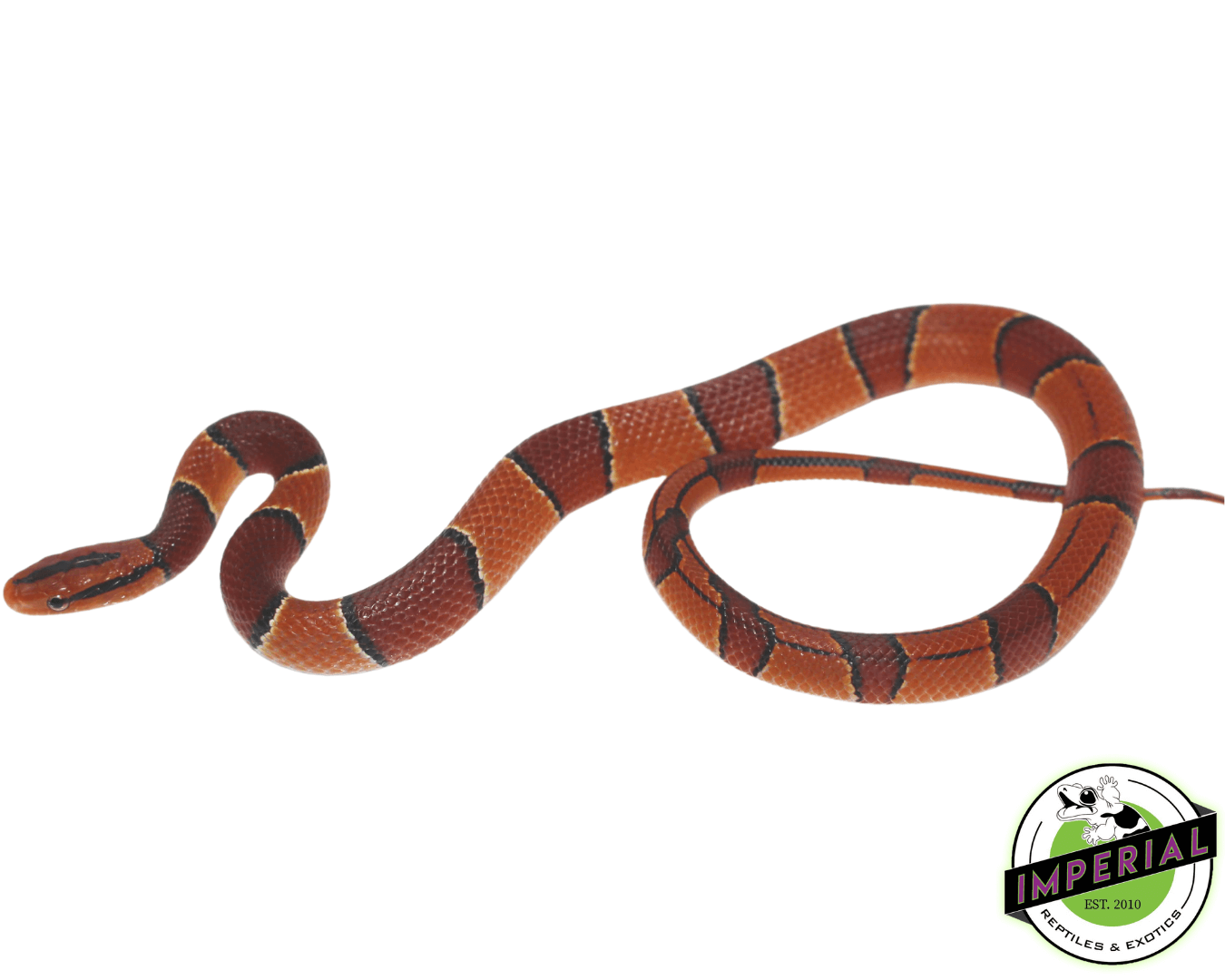 broad banded mountain rat snake for sale, buy reptiles online
