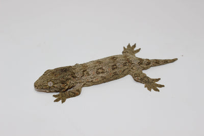 Leachianus Gecko for sale, buy reptiles online
