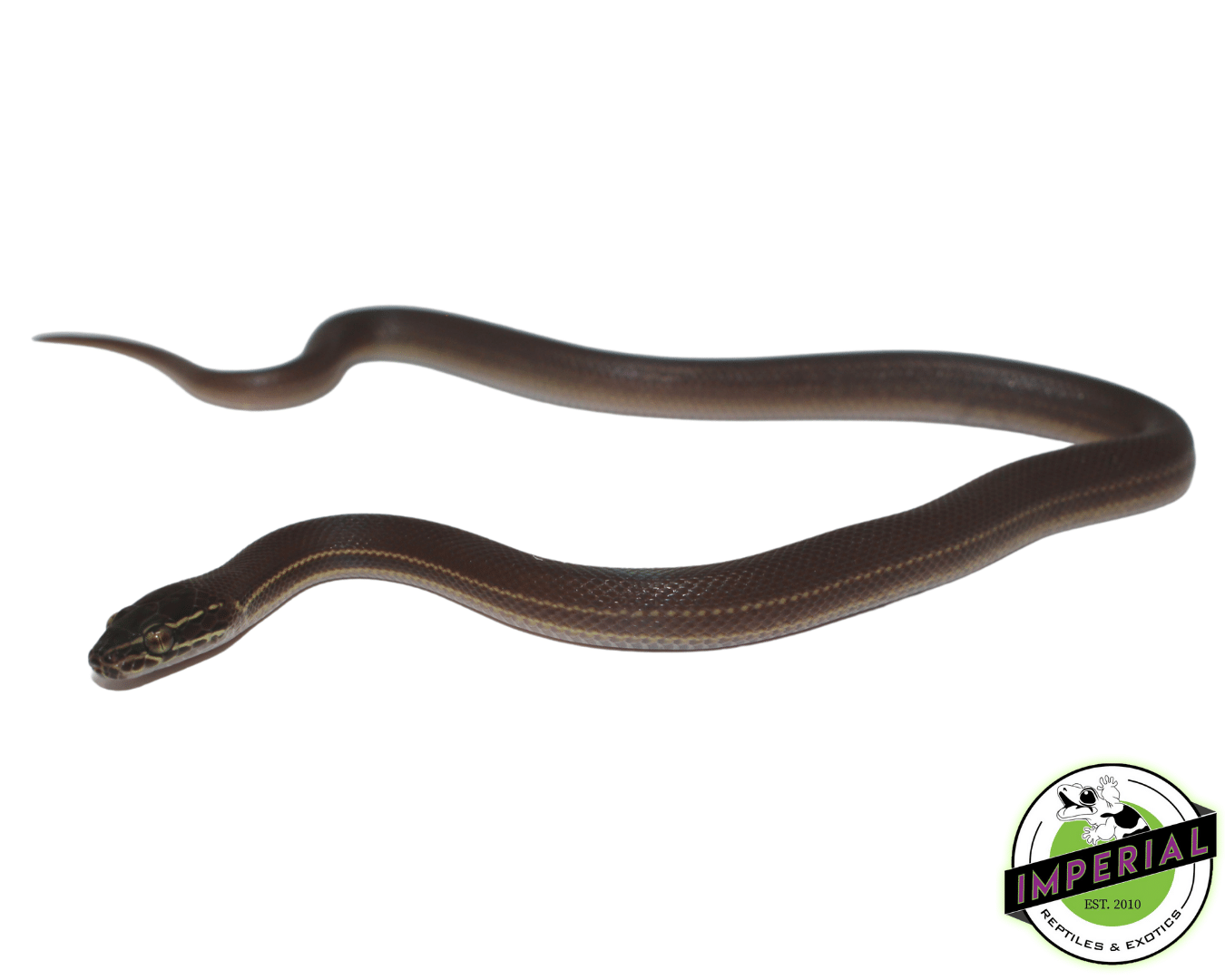 brown african house snake for sale, buy african house snakes online at cheap prices