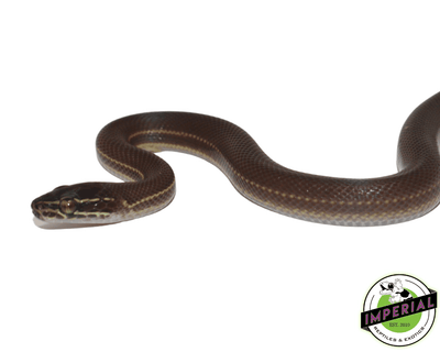 brown african house snake for sale, buy african house snakes online at cheap prices