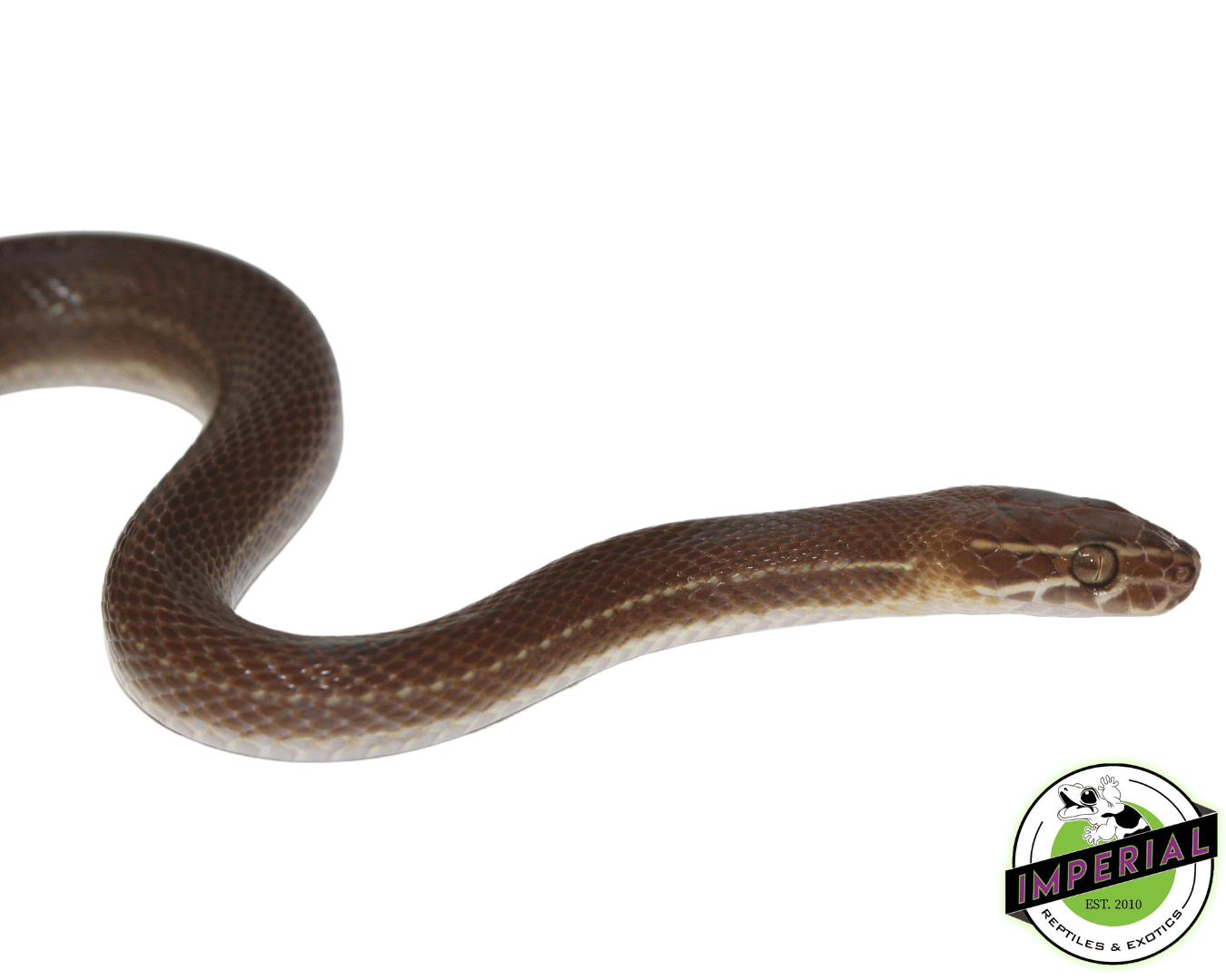 Brown House Snake
