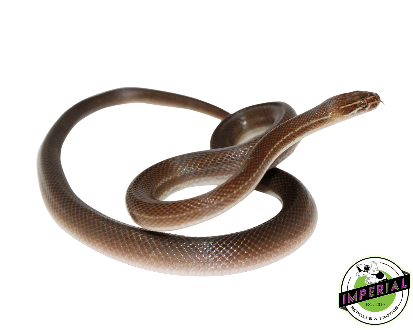 Brown House Snake