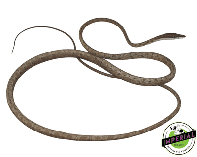 brown vine snake for sale, buy reptiles online at cheap prices