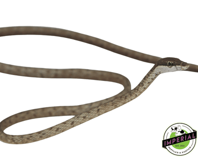 brown vine snake for sale, buy reptiles online at cheap prices