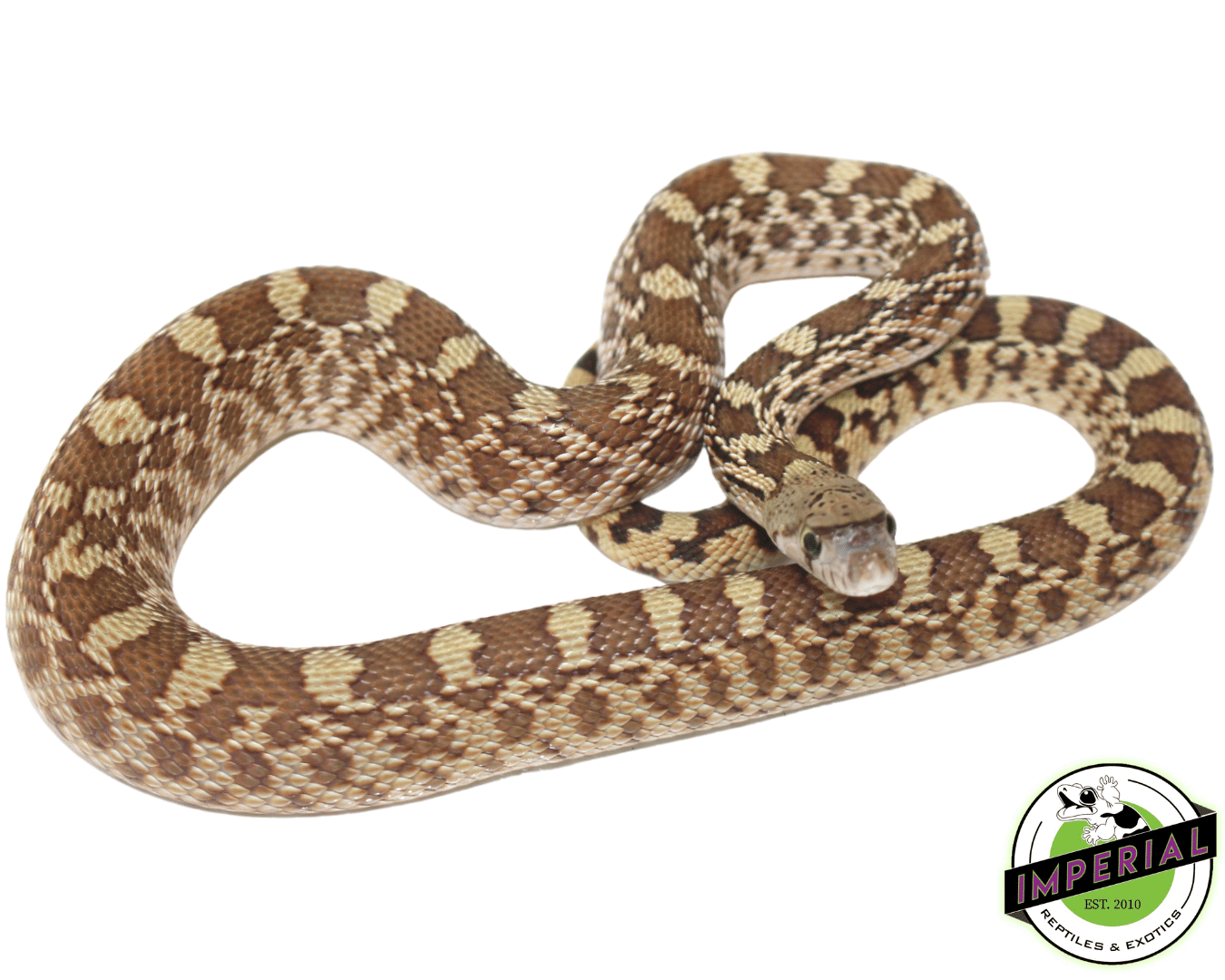 Bullsnake For Sale Imperial Reptiles IMPERIAL REPTILES & EXOTICS