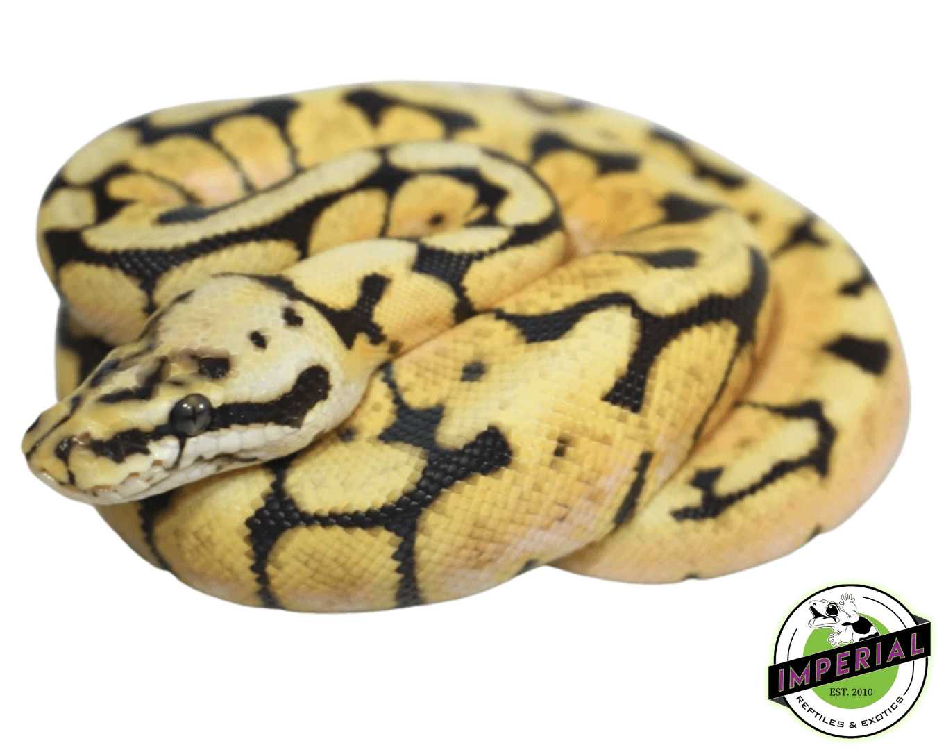 Bumblebee Balled Python Bumble Bee Ball Python For Sale - Imperial Reptiles – IMPERIAL REPTILES ...