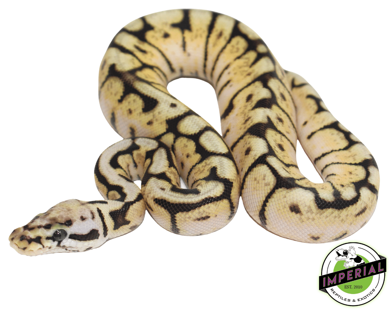 Baby Bumblebee Ball Python