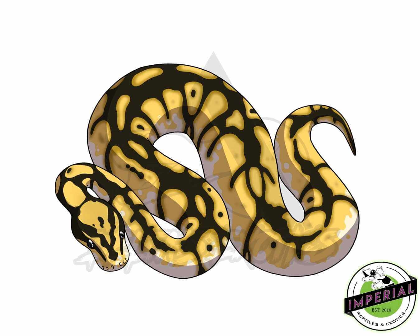 Spider Ball Python Snake Sticker For Sale - Imperial Reptiles ...