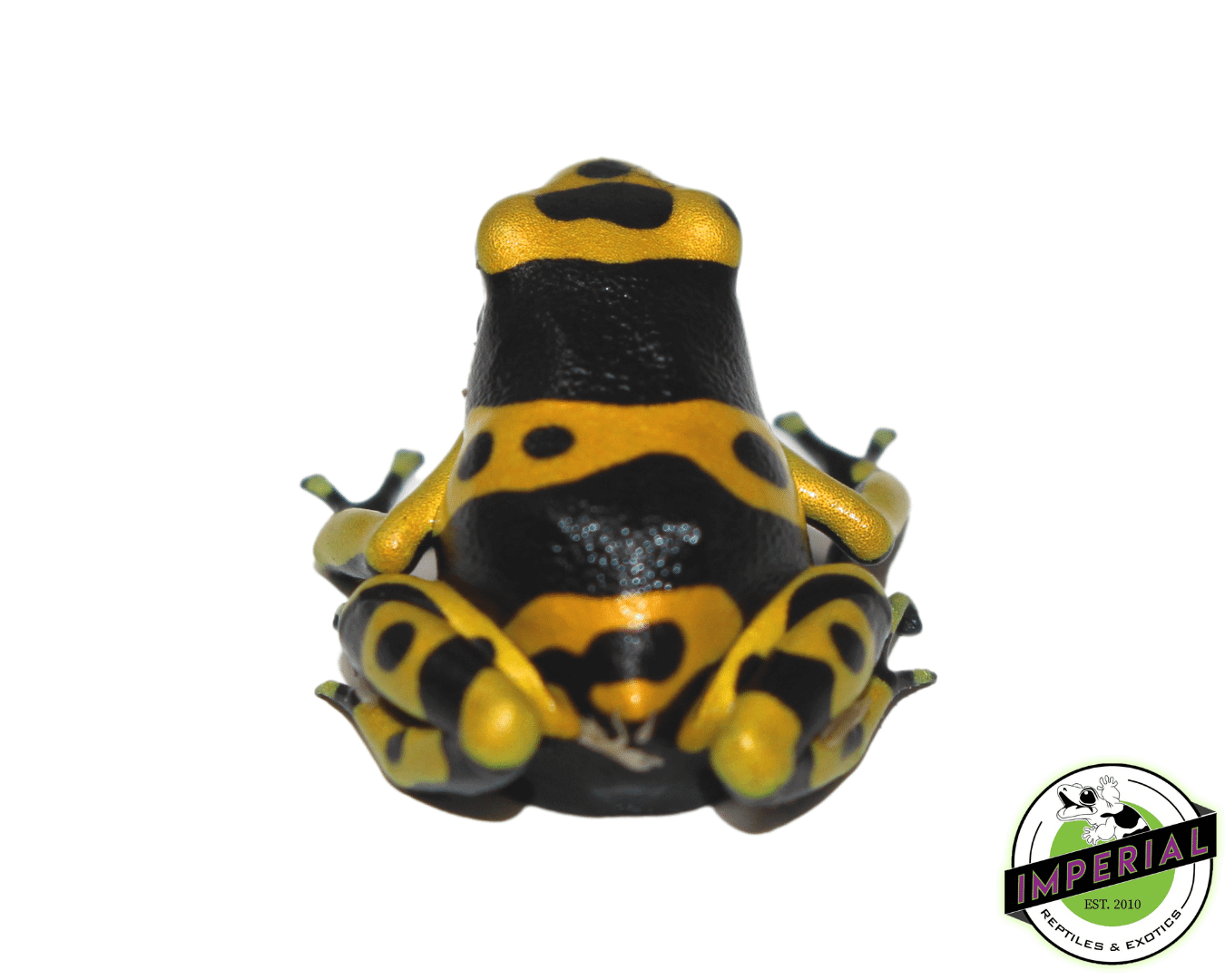 bumble bee poison dart frog for sale, buy amphibians online