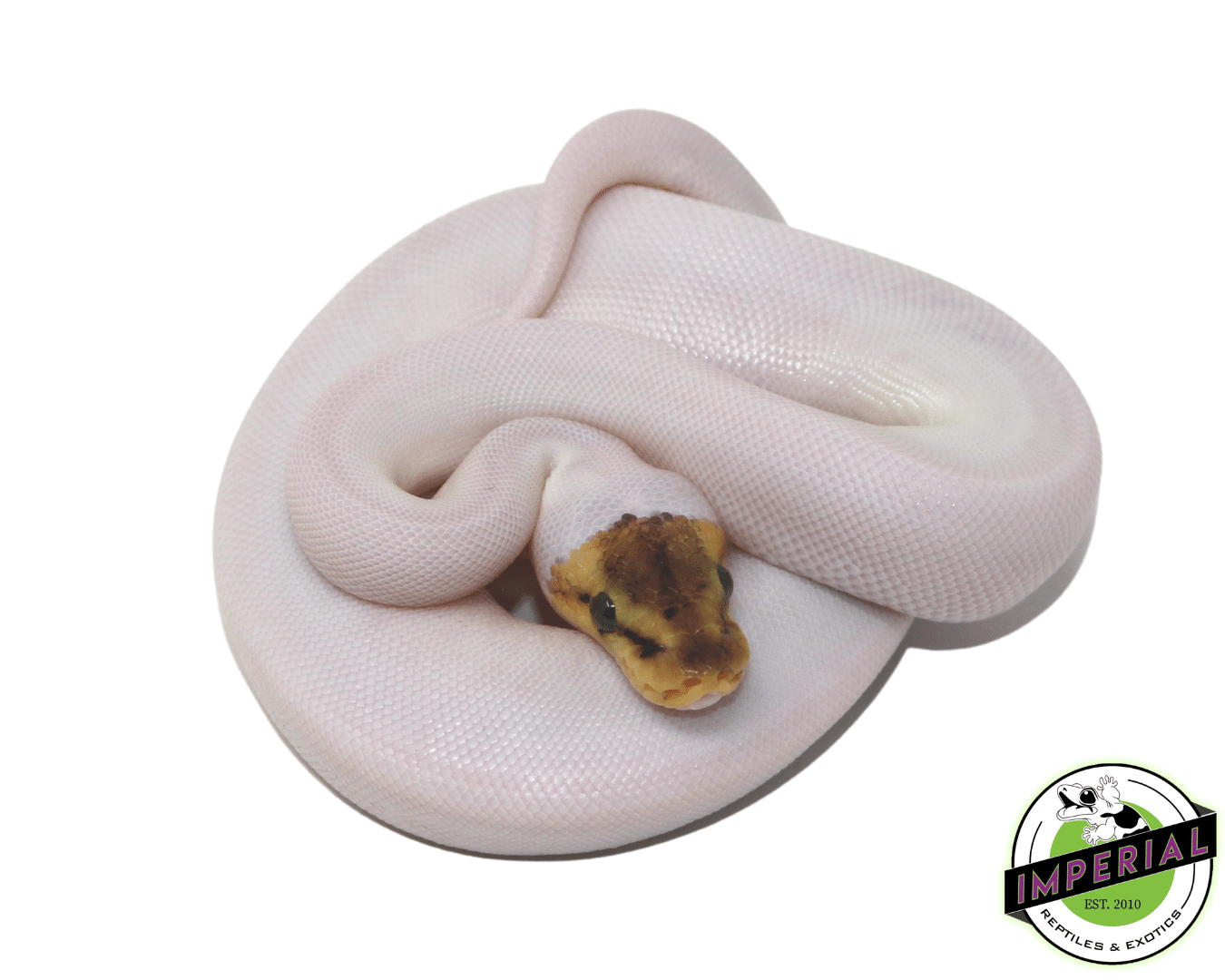 Bumble Bee Spied ball python for sale, buy reptiles online