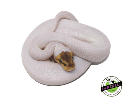 Bumble Bee Spied ball python for sale, buy reptiles online
