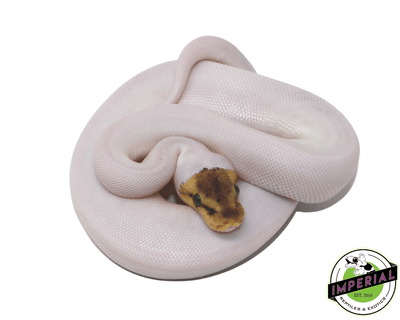 Spied Python Bumble Bee Spied Ball Python For Sale - Imperial Reptiles – IMPERIAL ...