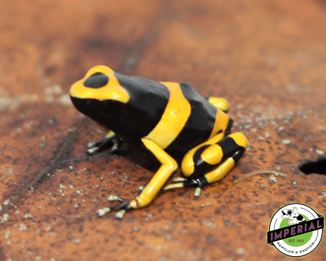 bumble bee poison dart frog for sale, buy amphibians online