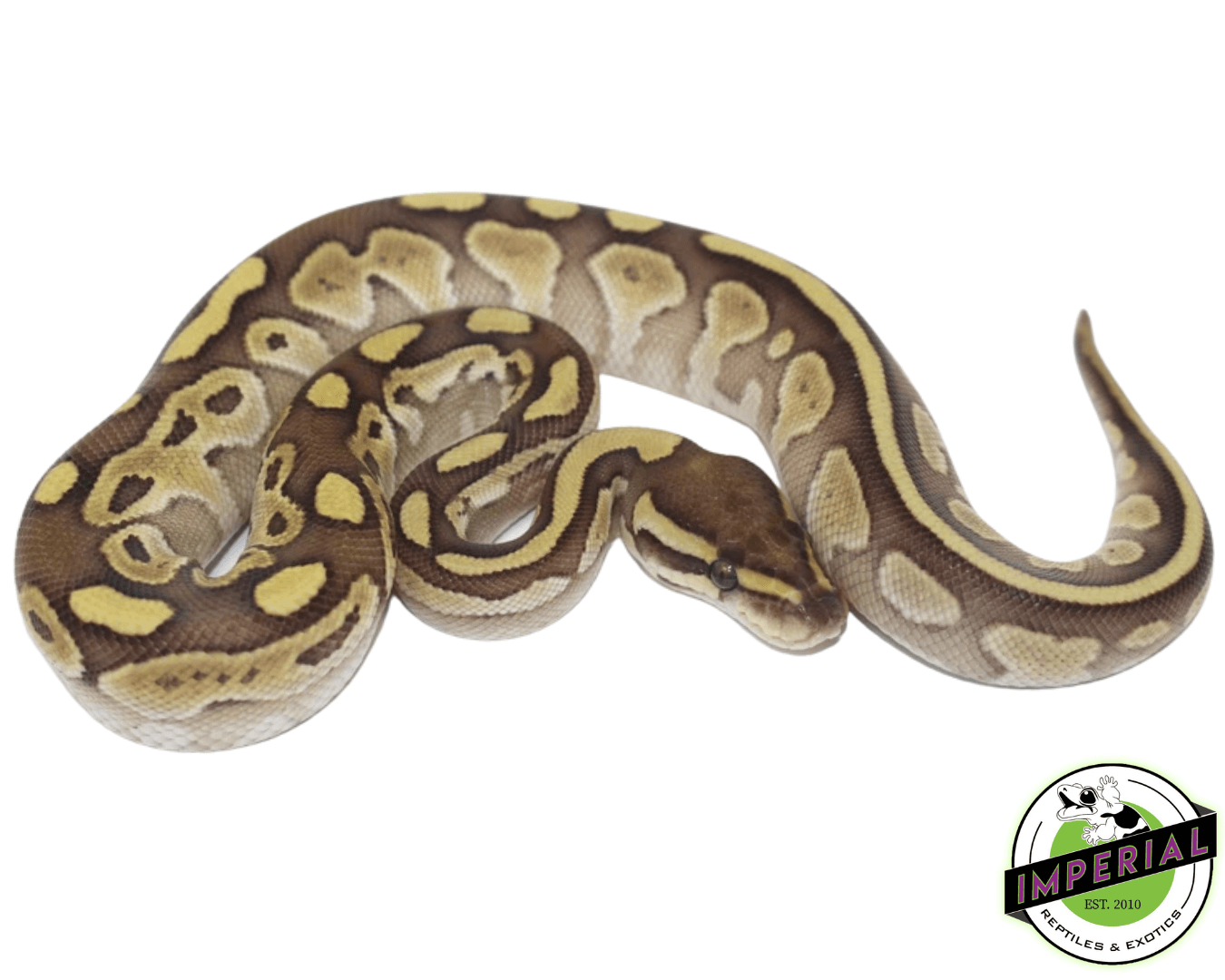 Baby Burmese Python Morphs