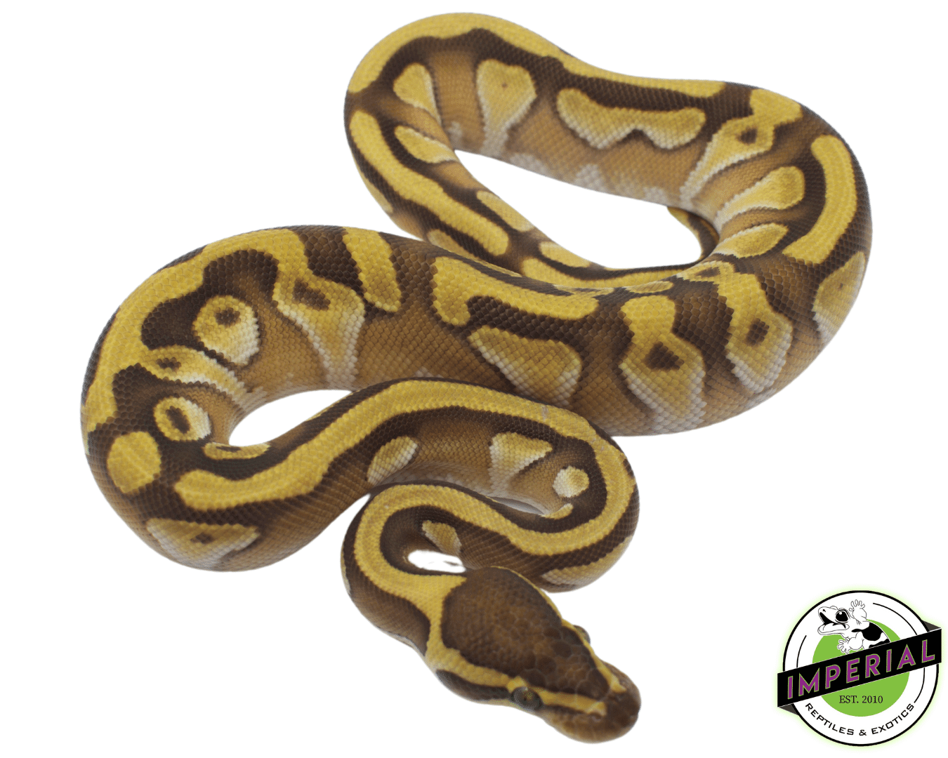 butter enchi ball python for sale, buy reptiles online