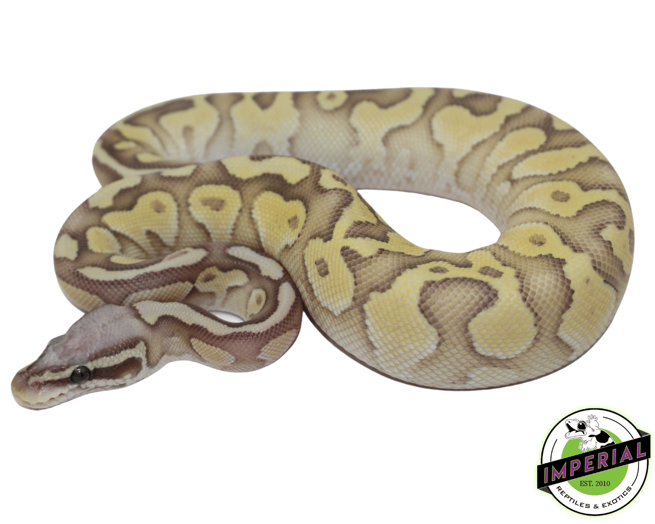 Pastel Butter Ghost Ball Python For Sale Imperial Reptiles IMPERIAL