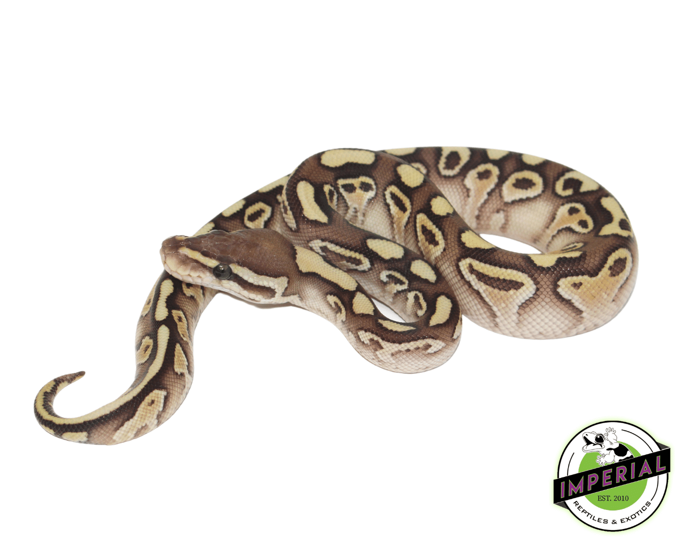 Butter Lesser Ball Python