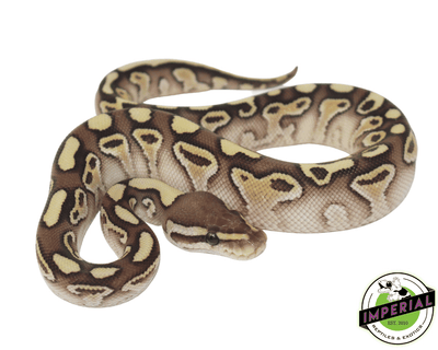 Butter Yellowbelly ball python for sale, buy reptiles online