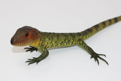 caiman lizard for sale, buy reptiles online
