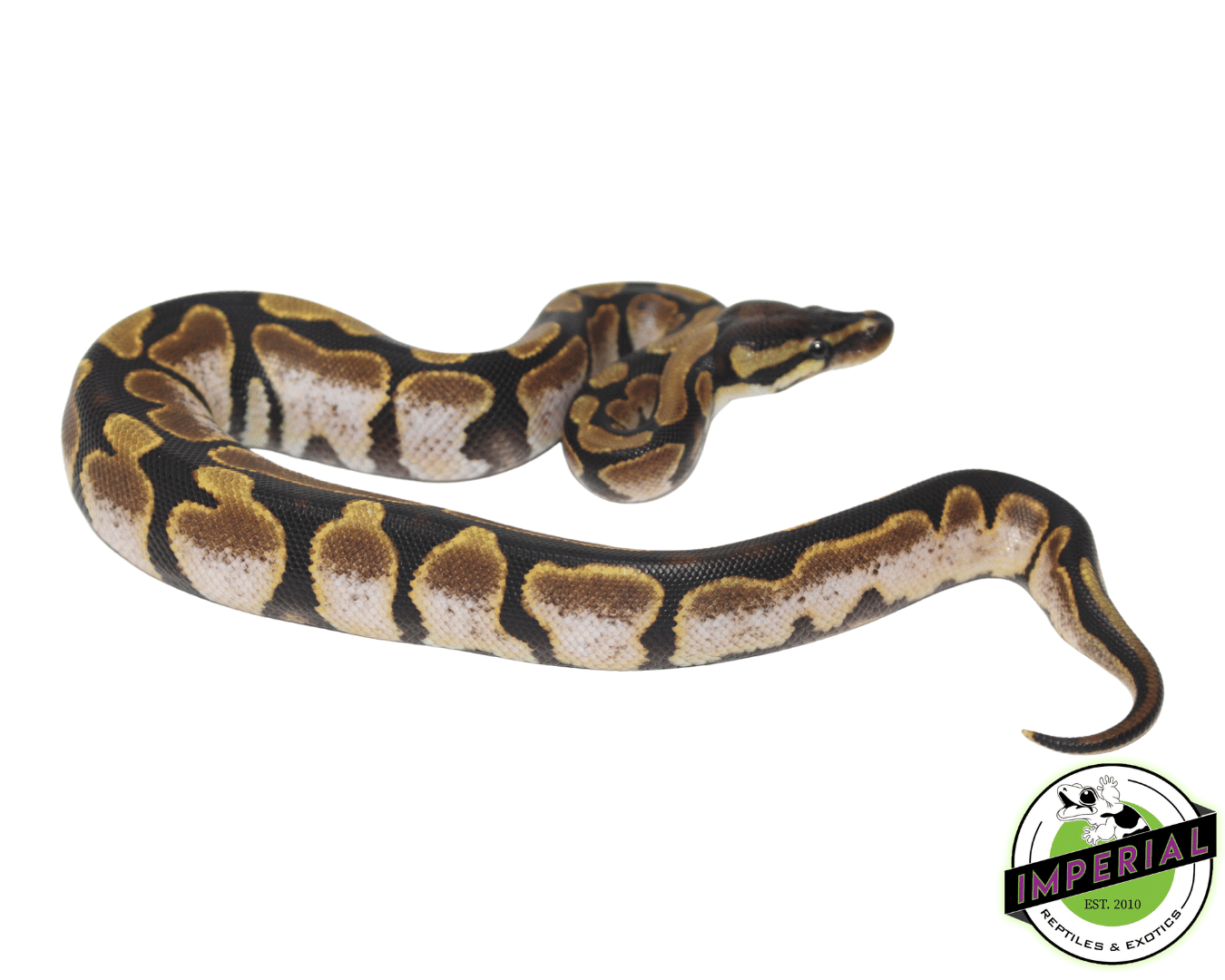 Calico Ball Python For Sale - Imperial Reptiles – IMPERIAL REPTILES ...