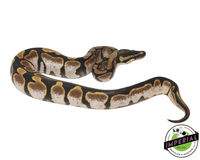 calico ball python for sale, buy reptiles online