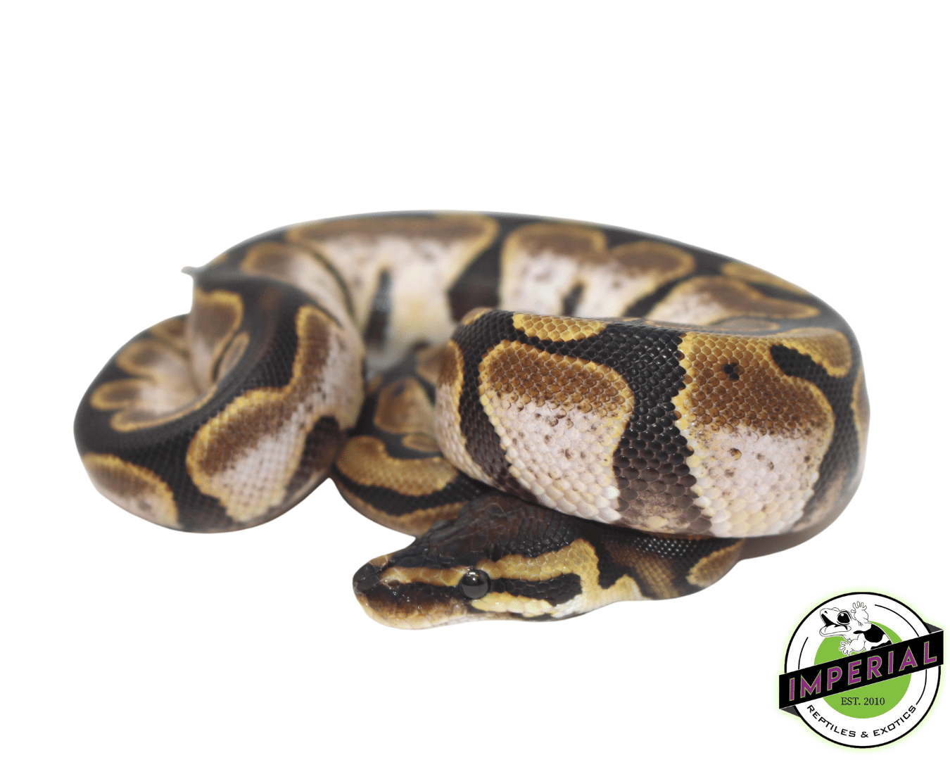 Calico Ball Python For Sale - Imperial Reptiles – IMPERIAL REPTILES ...