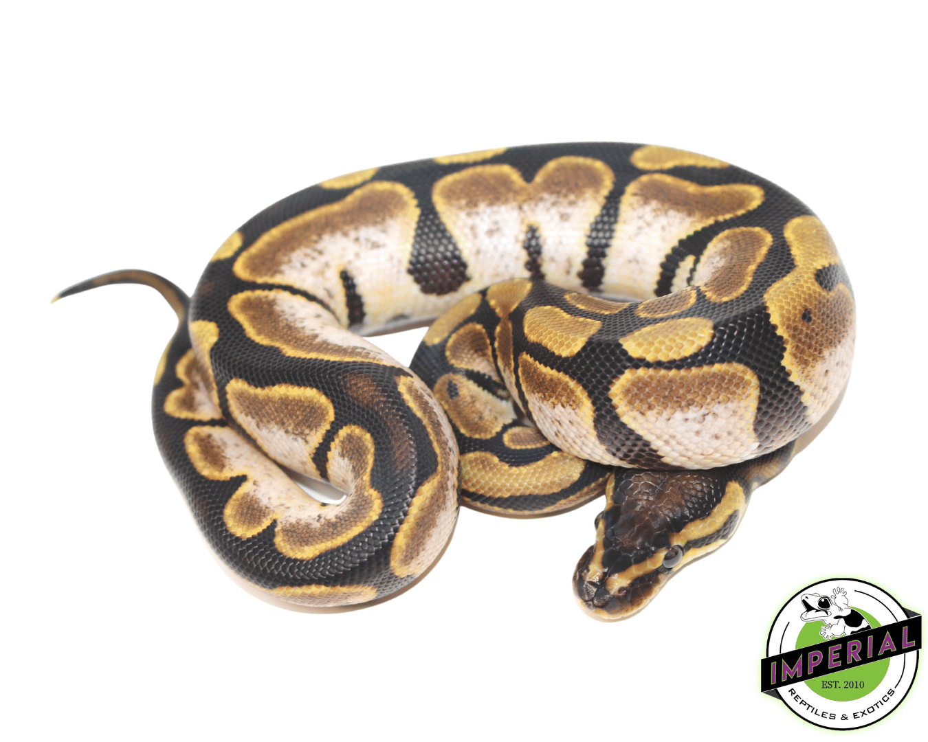Calico Ball Python For Sale - Imperial Reptiles – IMPERIAL REPTILES ...