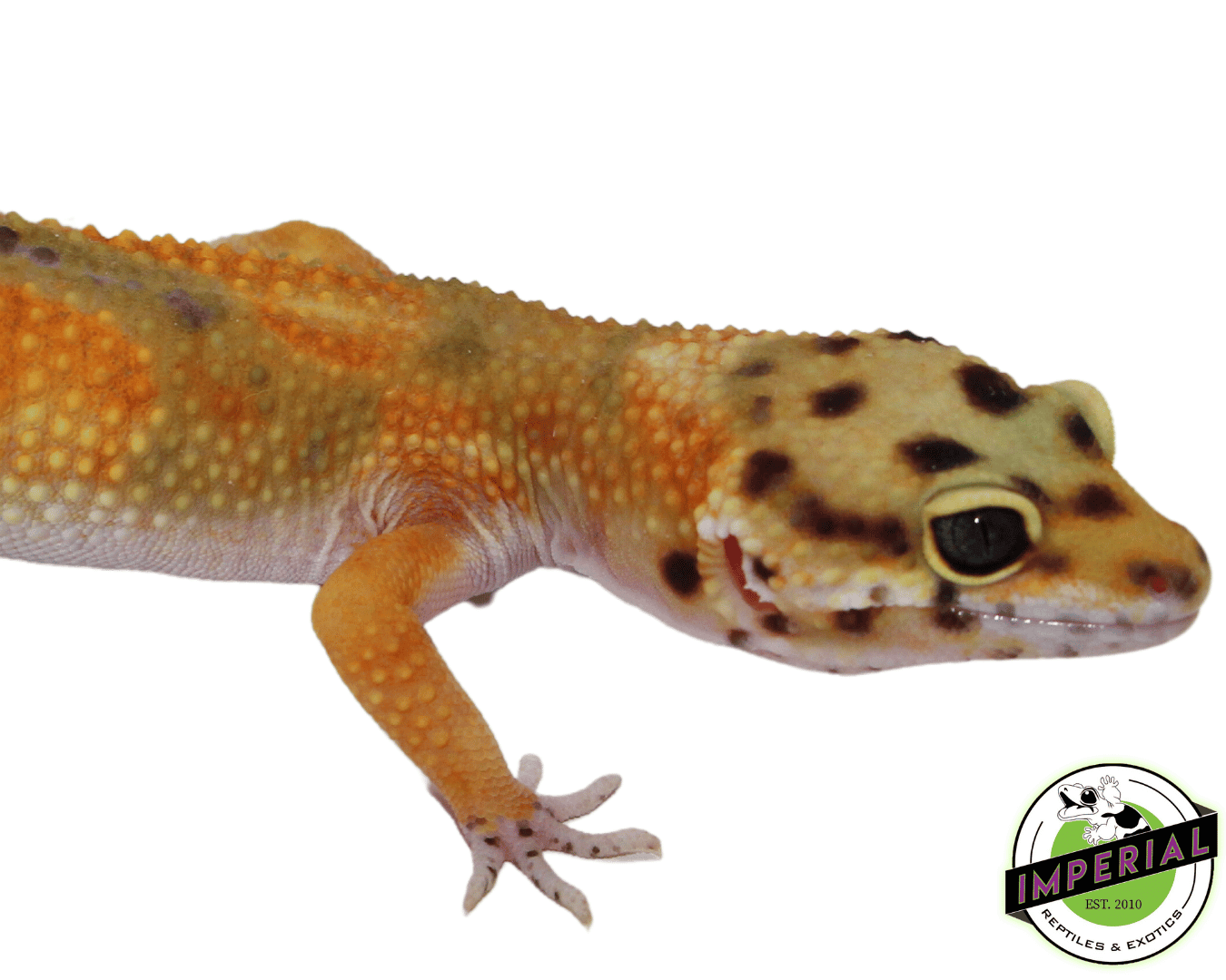 Calico Fire Fox Leopard Gecko Young Adult