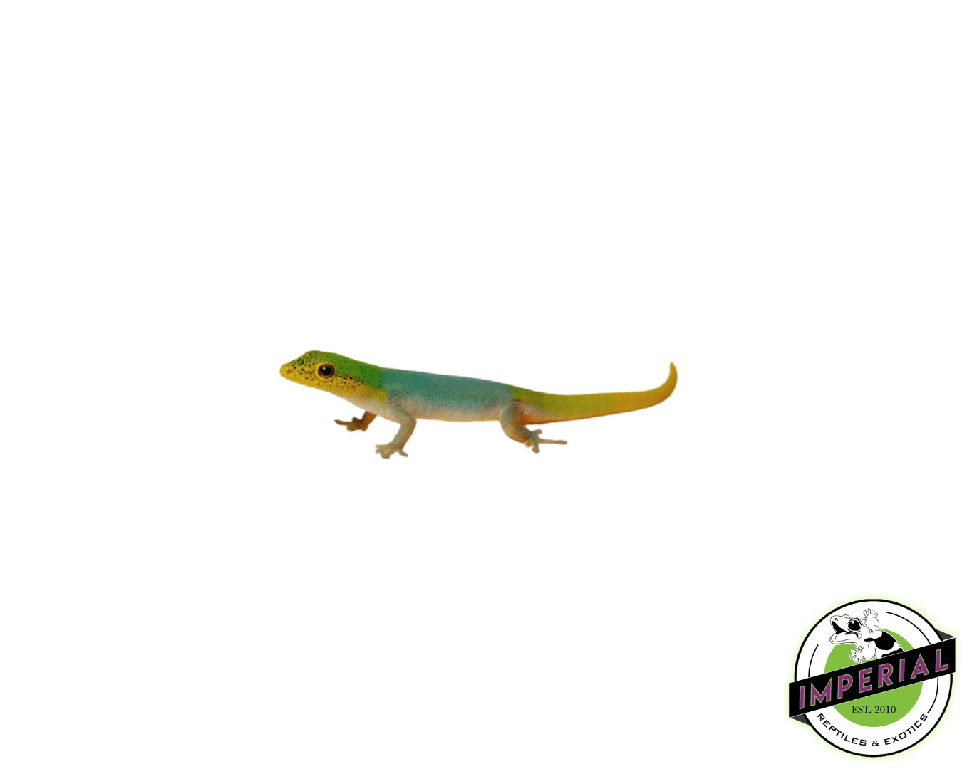 cameron dwarf  gecko for sale, buy reptiles online