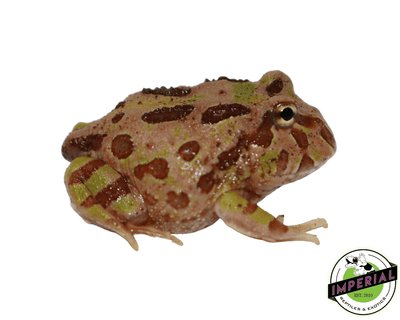 camo pacman frog for sale, buy amphibians online