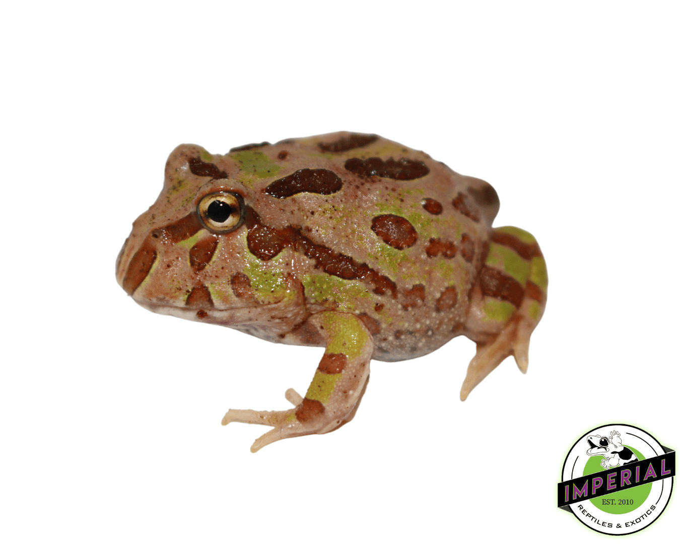 Green PacMan Frog For Sale - Imperial Reptiles – IMPERIAL REPTILES