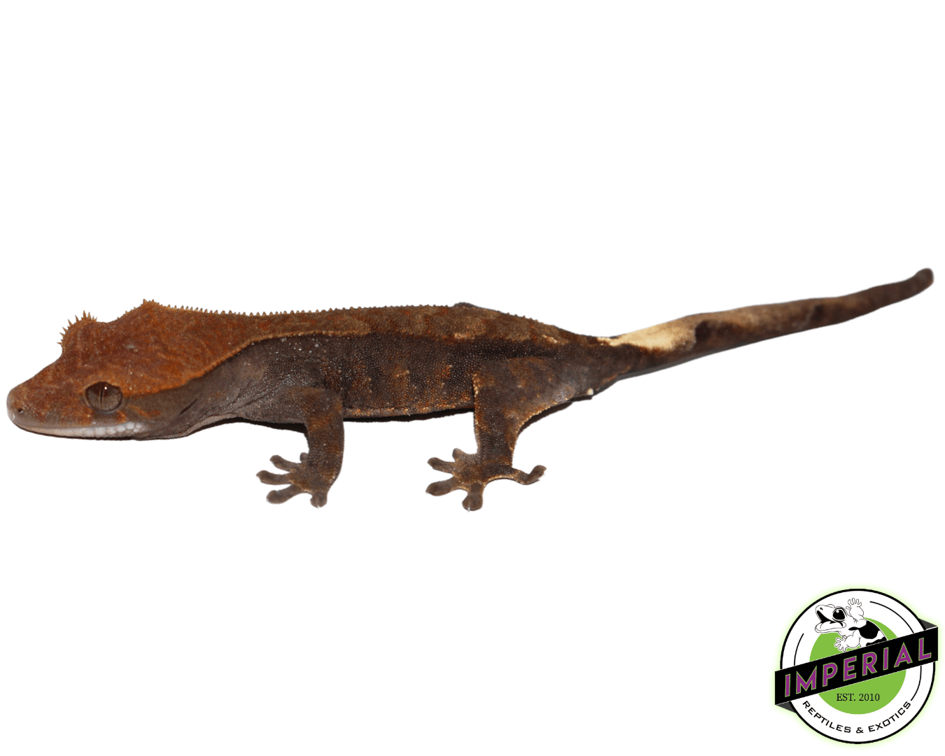 Cappuccino Crested Gecko For Sale Imperial Reptiles IMPERIAL