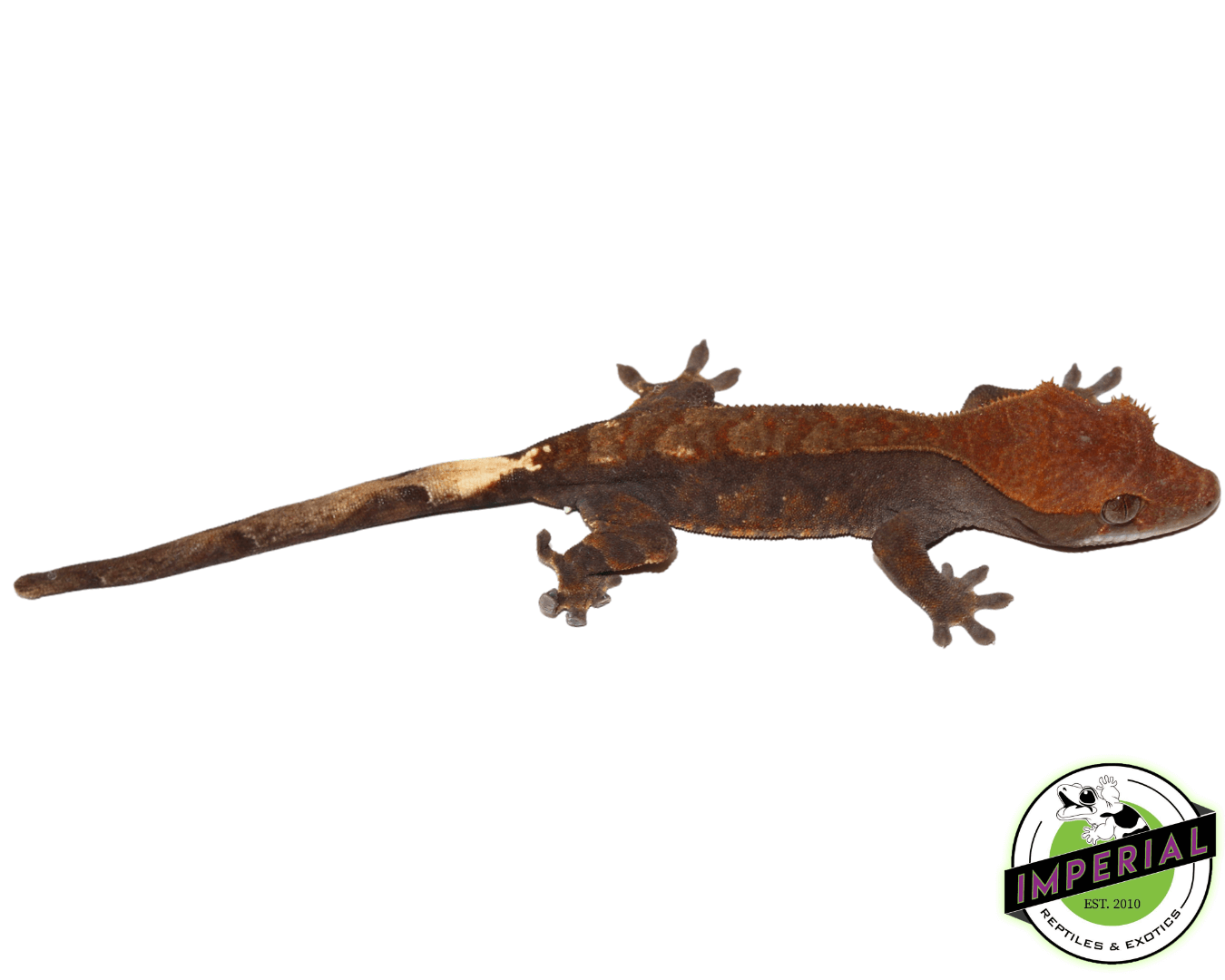 Cappuccino Crested Gecko For Sale Imperial Reptiles IMPERIAL