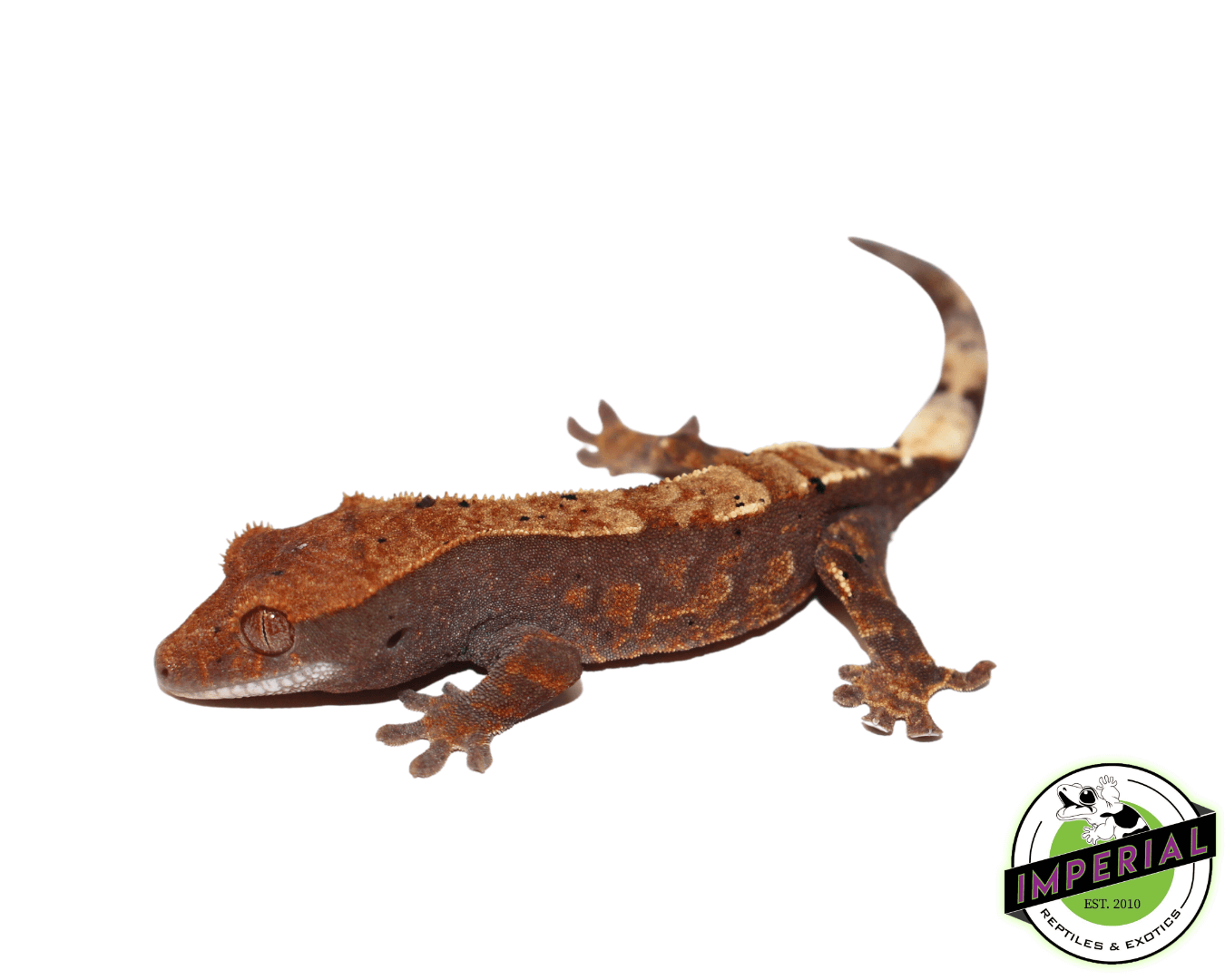 Cappuccino Crested Gecko For Sale Imperial Reptiles IMPERIAL