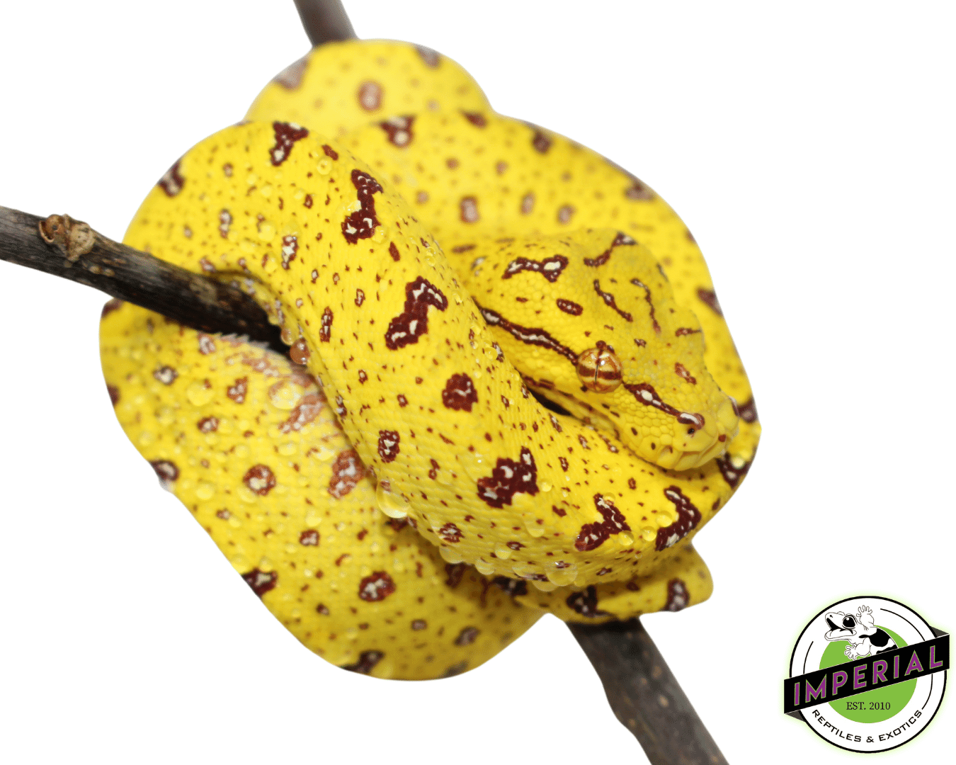 Sorong x Merauke/Biak Green Tree Python For Sale - Imperial Reptiles