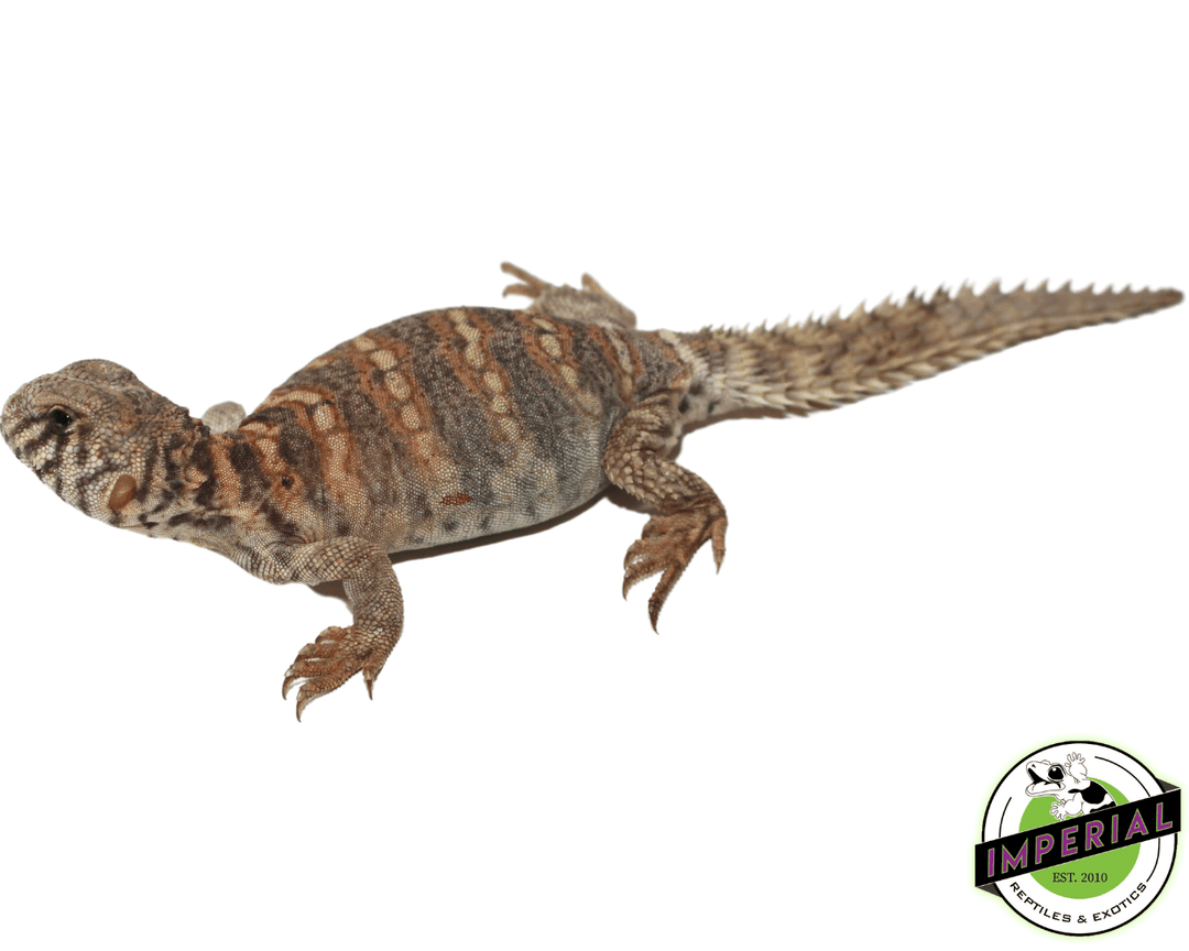 Uromastyx For Sale - Imperial Reptiles – IMPERIAL REPTILES \u0026 EXOTICS, image size:1080x864