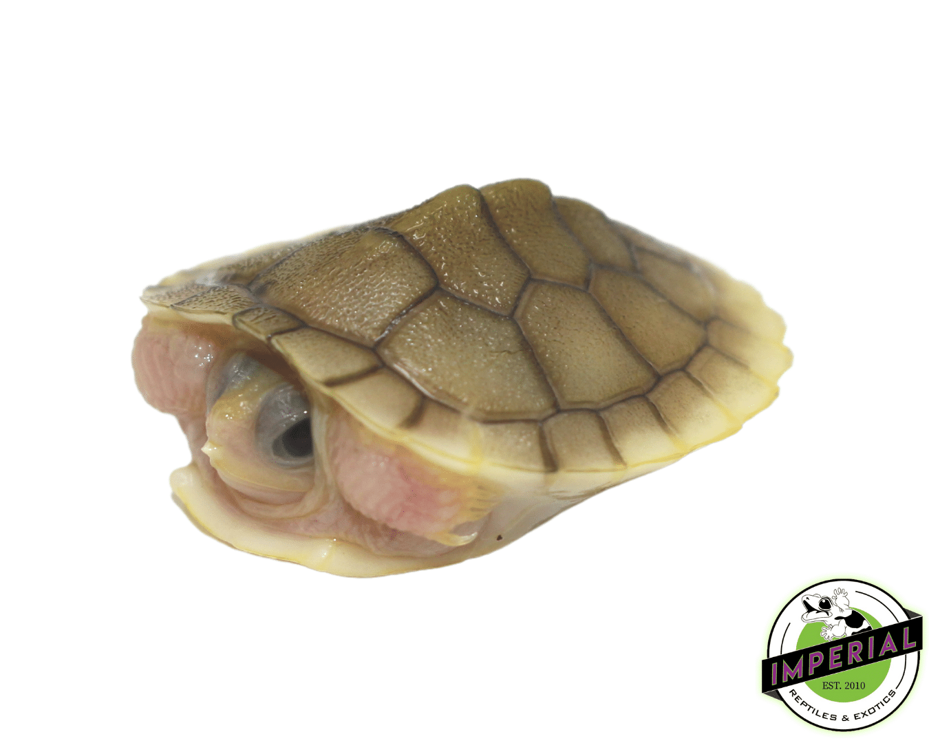 caramel pink albino red ear slider turtle for sale, buy turtles online at cheap prices
