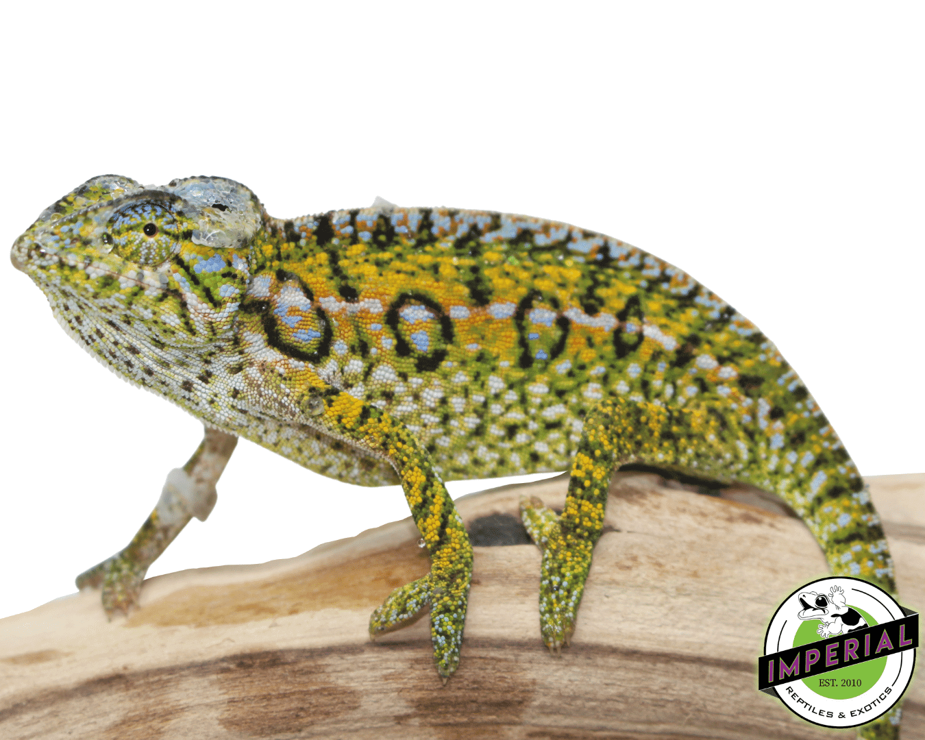 Carpet Chameleon For Sale Imperial Reptiles IMPERIAL REPTILES & EXOTICS