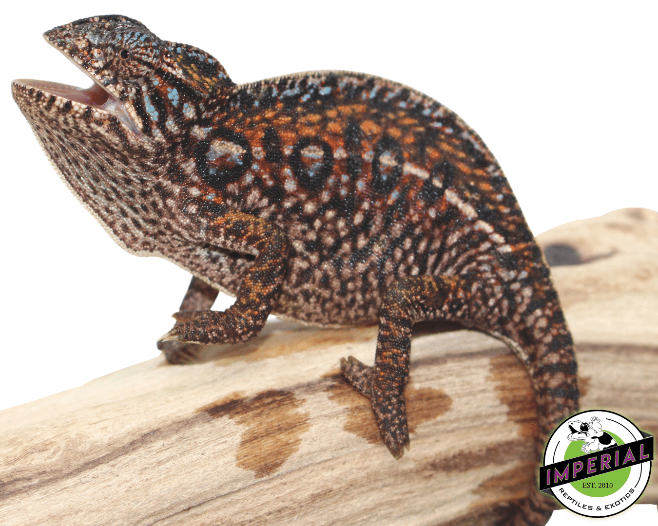 Carpet Chameleon For Sale Imperial Reptiles IMPERIAL REPTILES & EXOTICS