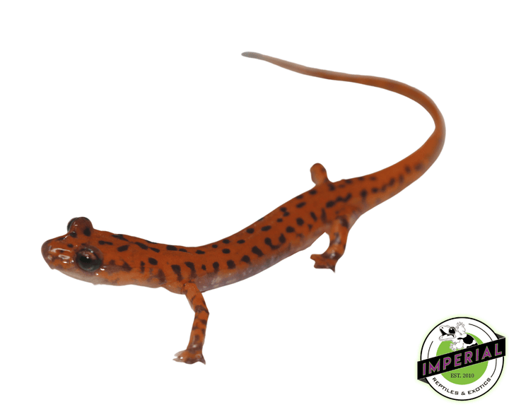 ● salamander No.170 Salamander Strut 170 | Overview, Specs, Details | SHI