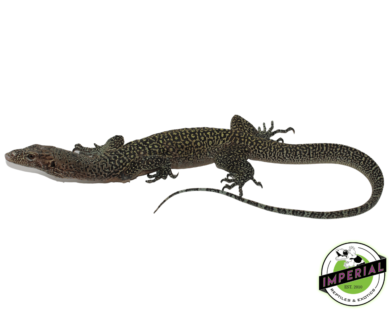 Blue Tail Monitor For Sale Imperial Reptiles IMPERIAL REPTILES