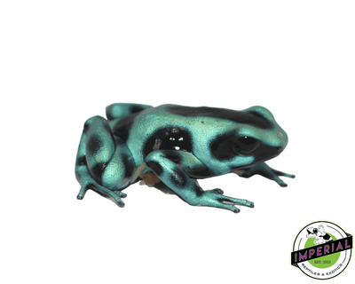 green and black poison dart frog for sale, buy reptiles online