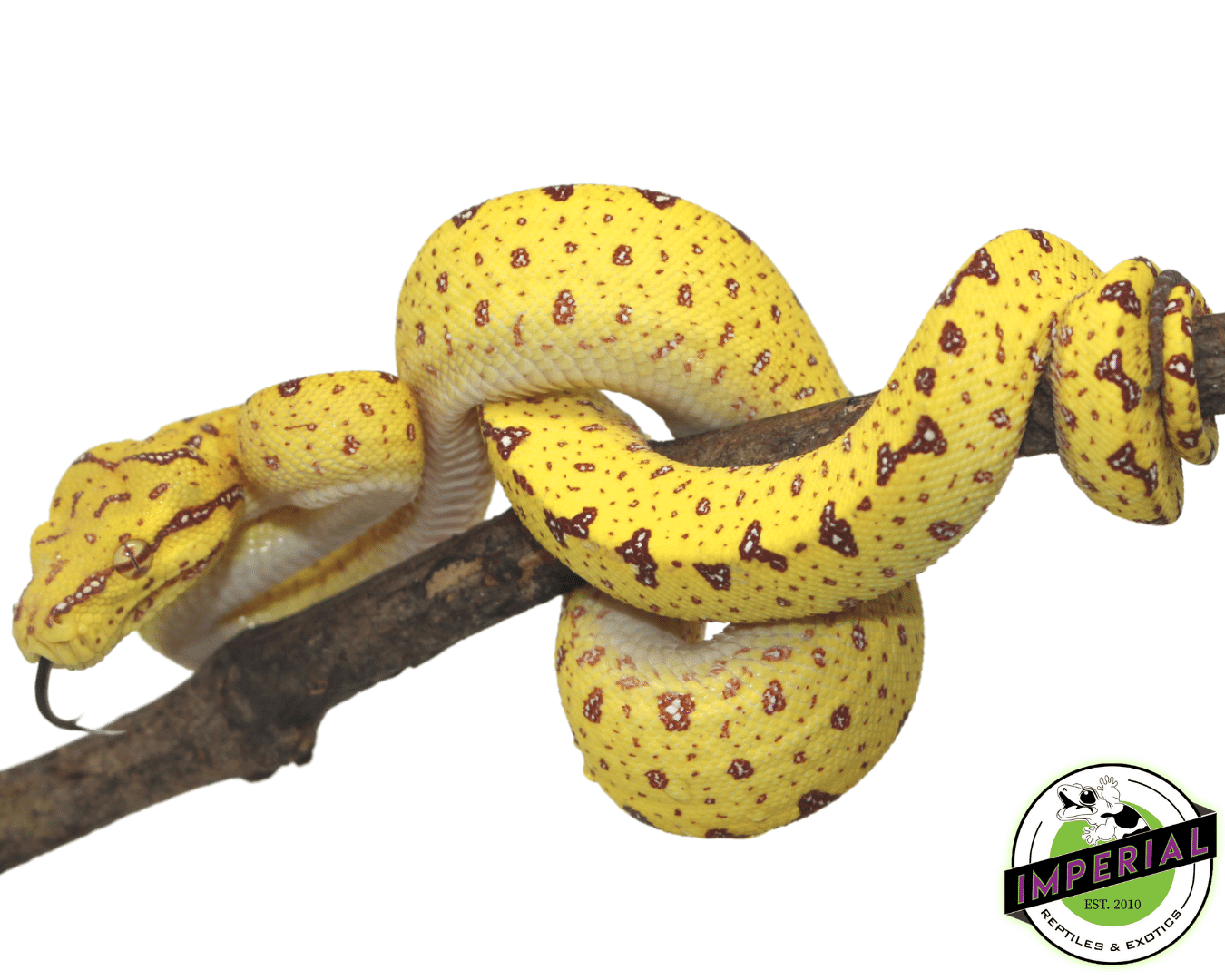 Sorong x Merauke/Biak Green Tree Python For Sale - Imperial Reptiles ...