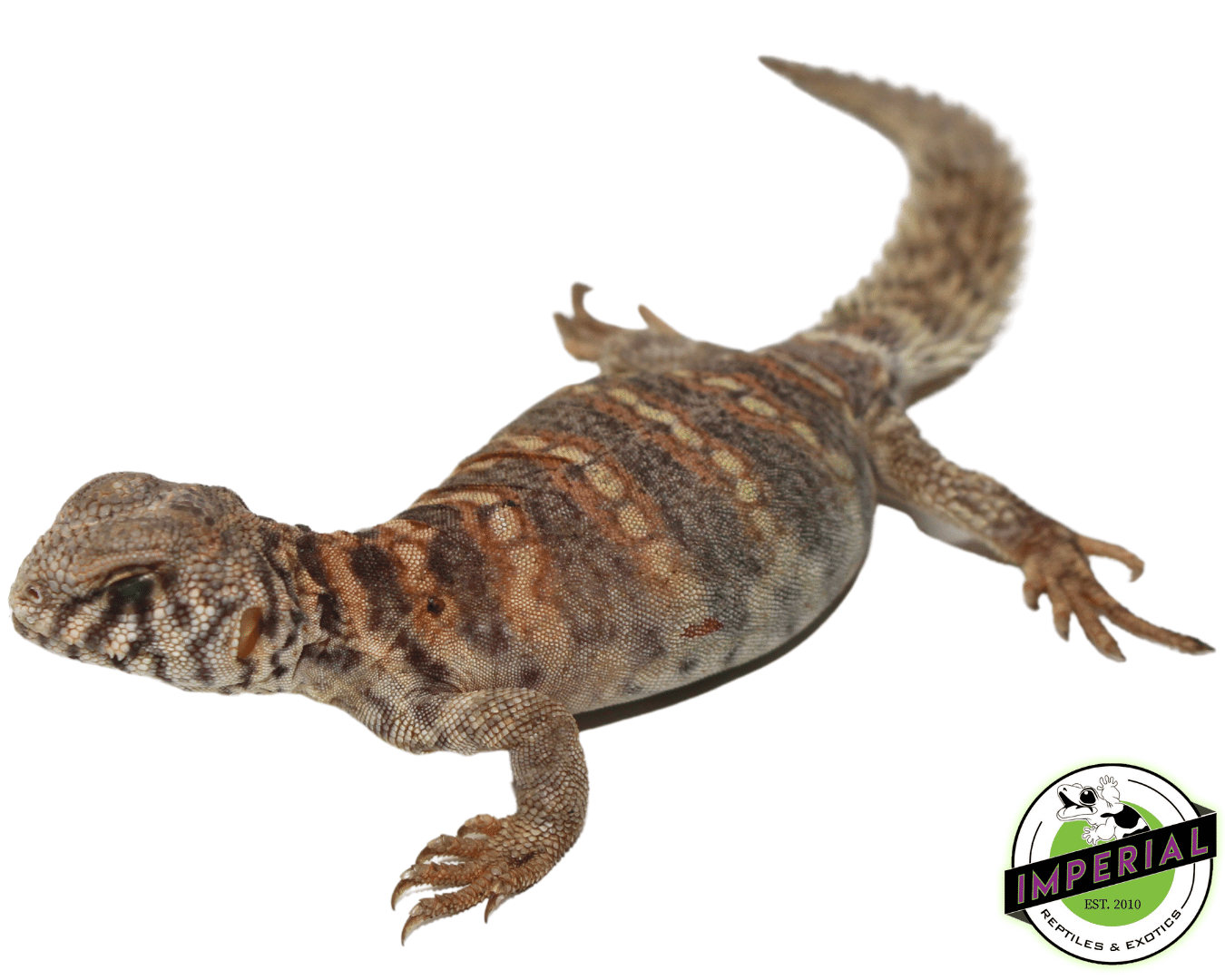 Ornate Uromastyx For Sale - Imperial Reptiles – IMPERIAL REPTILES & EXOTICS