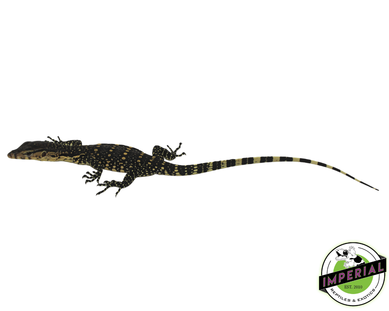 Water Monitor For Sale - Imperial Reptile – IMPERIAL REPTILES & EXOTICS