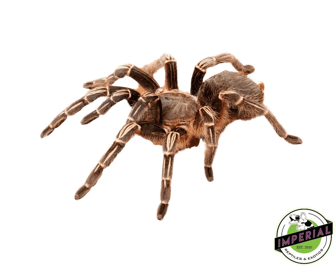 洋楽 Tarantula chaco-goldenknee-tarantula-for