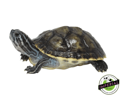 Peninsula cooter slider turtle for sale, buy reptiles online