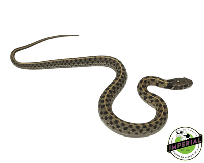  checkered garter snake for sale, buy reptiles online